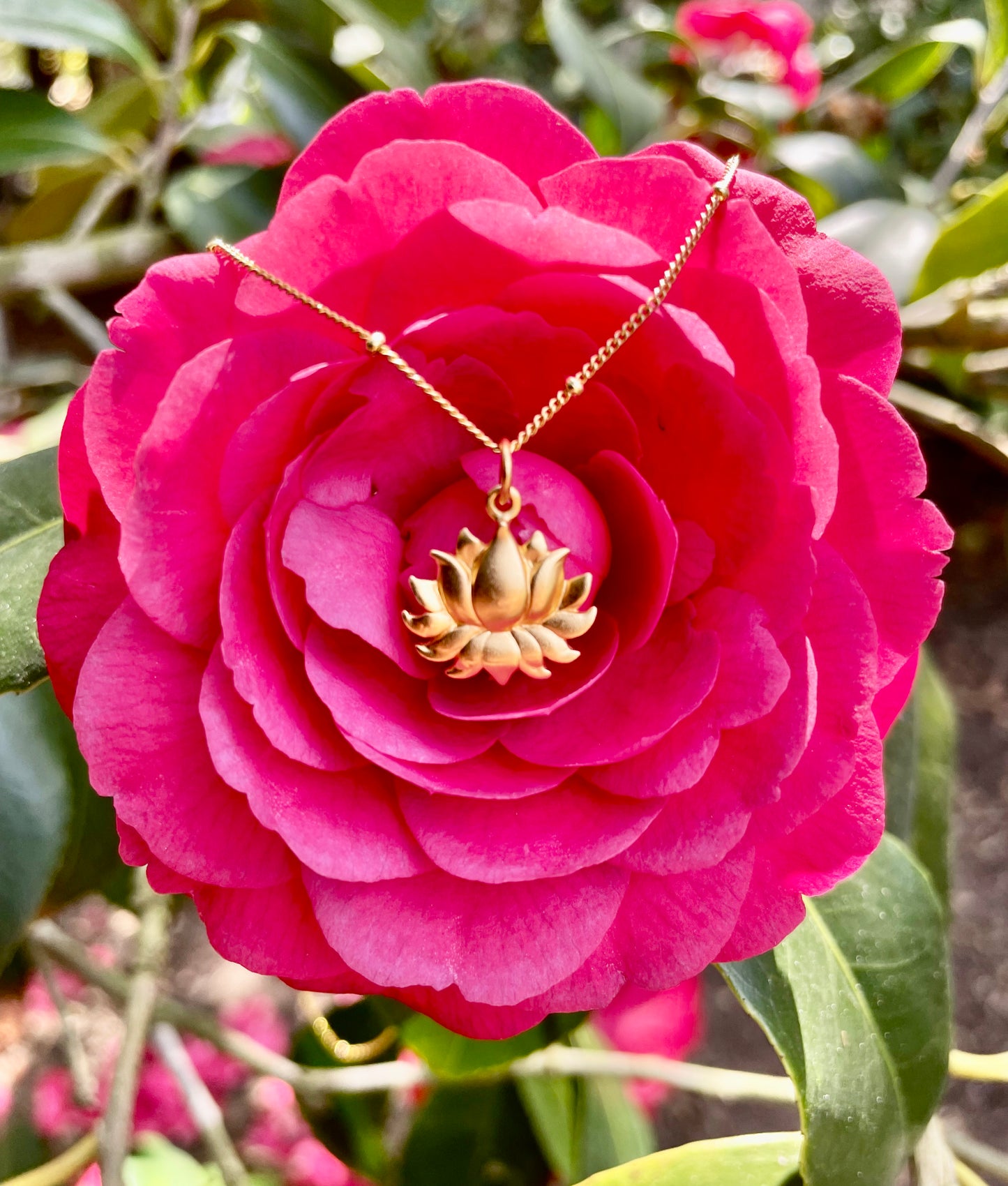 Blossoming Lotus
